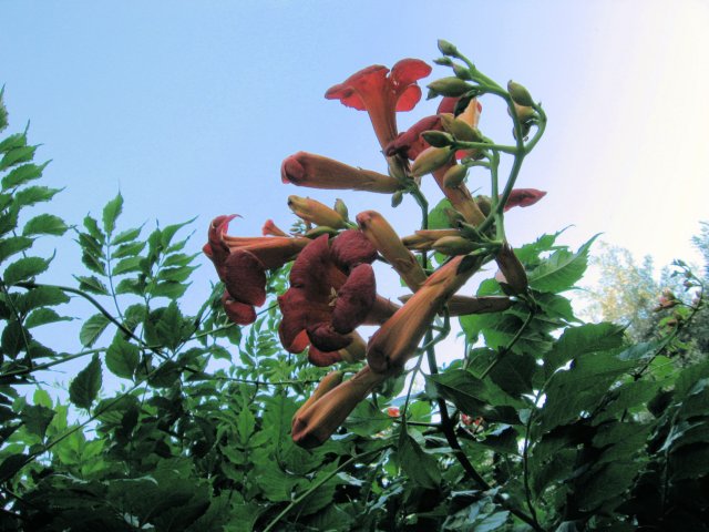 ifiori.jpg